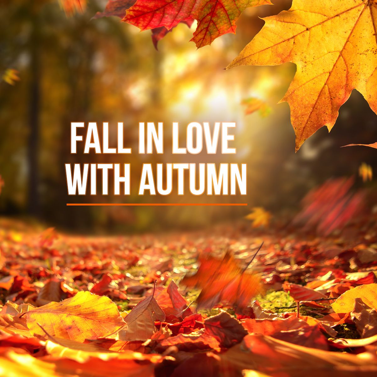Fall in love with autumn